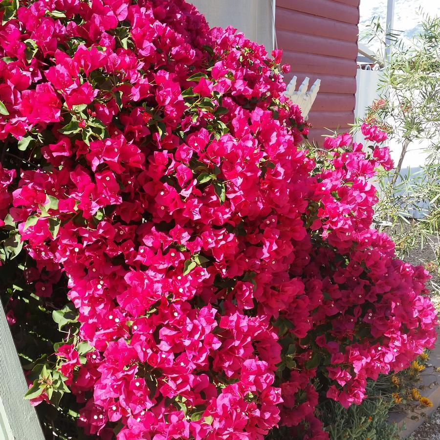 Sonja'S Bed And Breakfast ไลท์นิงริดจ์ ภายนอก รูปภาพ